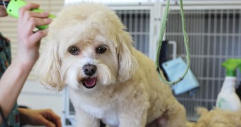 dog groomer grooming a dog