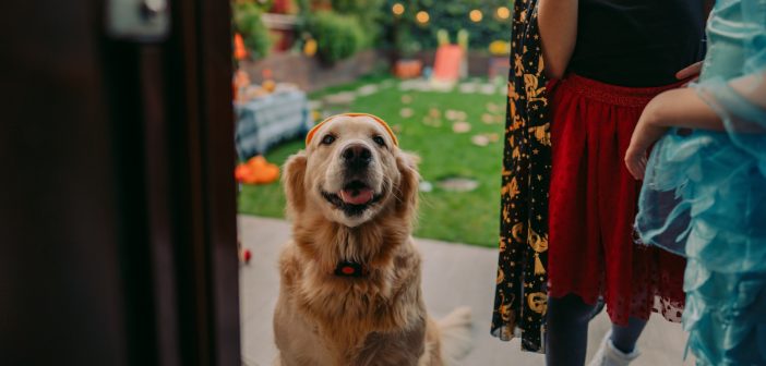 dog at the door during a neighborhood Halloween party