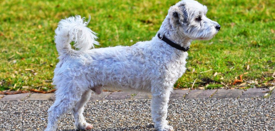 side view of a dog standing outside
