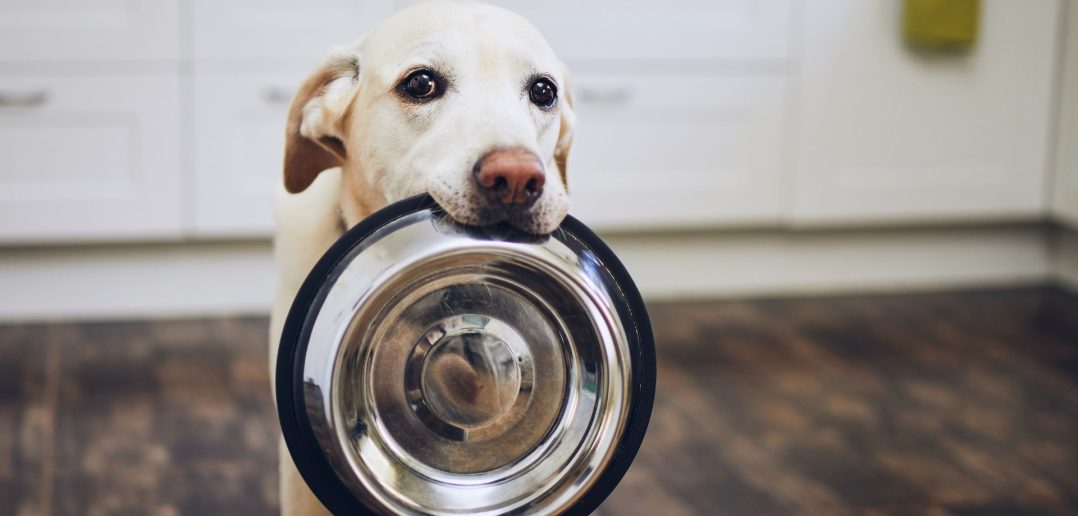 sweet yellow lab holding her empty dog food bowl