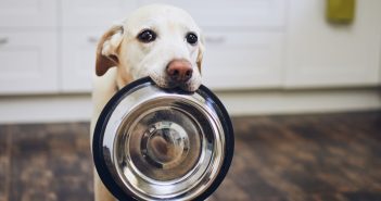 sweet yellow lab holding her empty dog food bowl
