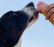 dog licking ice cream from a cone in a man's hand