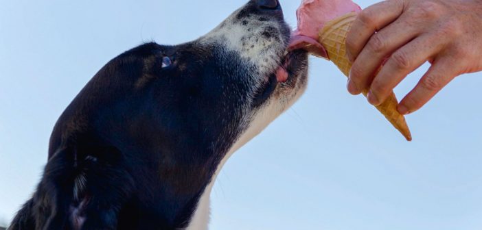 dog licking ice cream from a cone in a man's hand