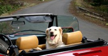 dog in convertible