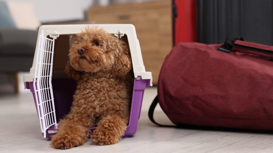 Small curly-haired dog resting comfortably inside an open hard-sided pet kennel with a soft travel bag nearby