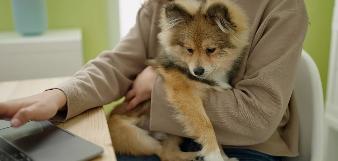 Person shopping online with a laptop while holding a small dog in their lap, showing pet care and online convenience.
