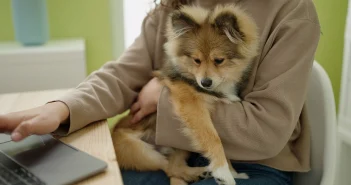 Person shopping online with a laptop while holding a small dog in their lap, showing pet care and online convenience.
