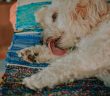 Dog licking its front leg, a behavior that can lead to lick granuloma