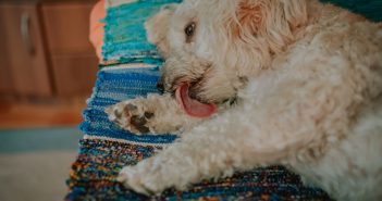 Dog licking its front leg, a behavior that can lead to lick granuloma