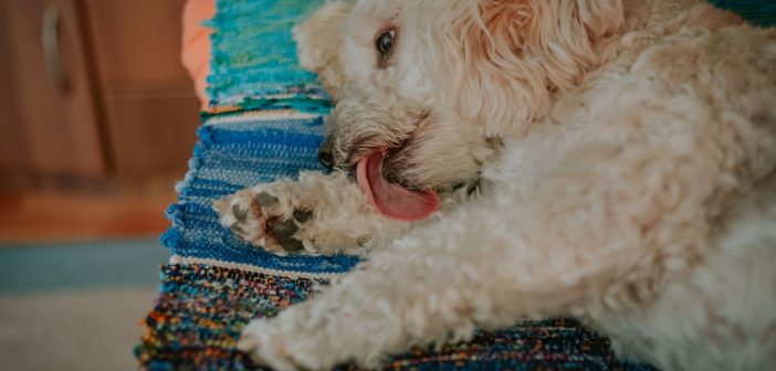 Dog licking its front leg, a behavior that can lead to lick granuloma