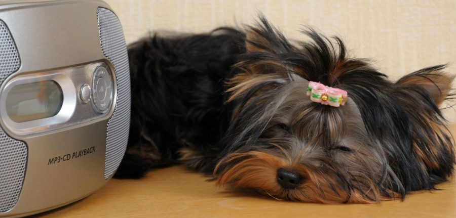 Cute little Yorkie dog asleep in front of a radio.