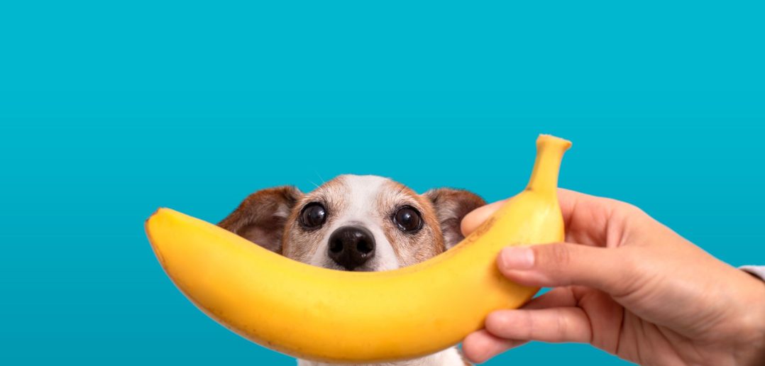 Dog looking at a banana being held by a person.