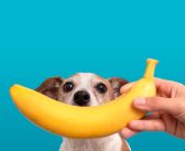 Yes, We Have No Bananas