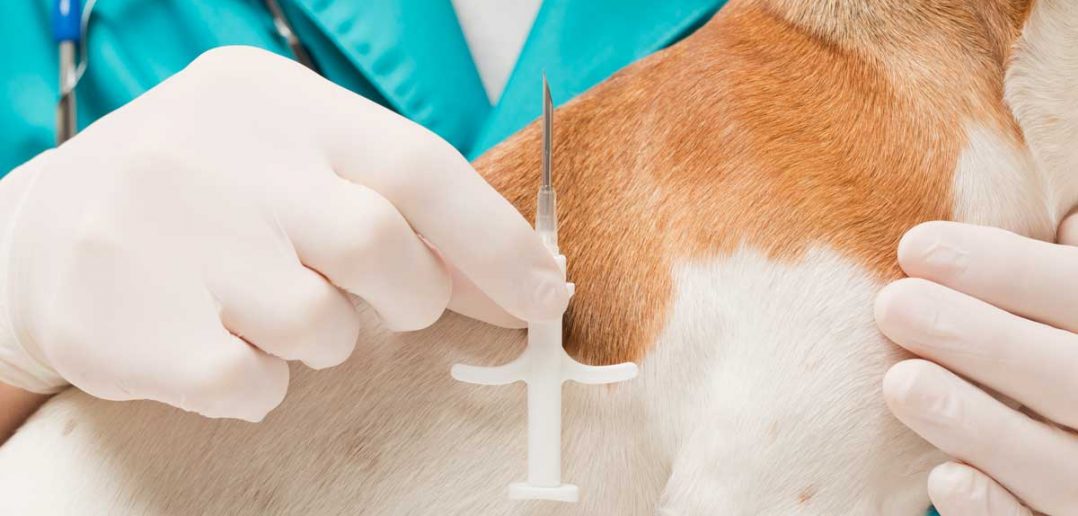 dog getting microchipped at the vet office