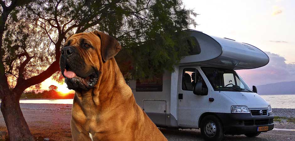 dog in front of his RV