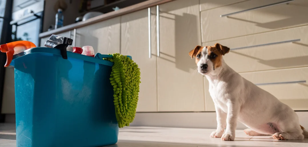 Curious dog sitting near a bucket of cleaning supplies in a kitchen, highlighting hidden household dangers for pets.