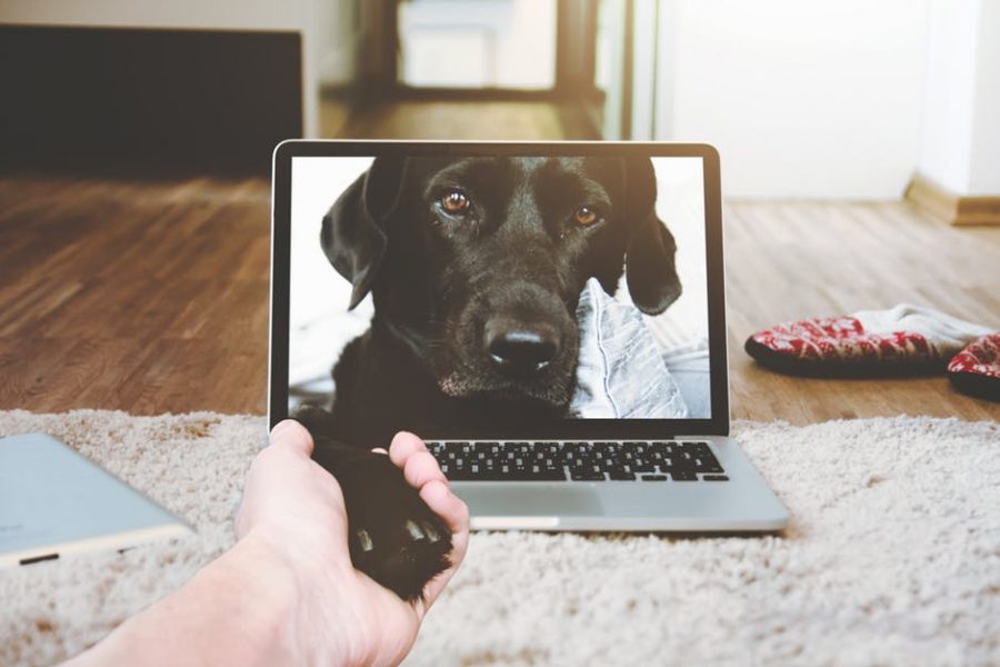 Dog on a computer screen.