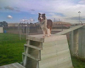 dog at the top of training stairs