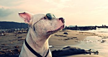 dog in sunglasses on vacation