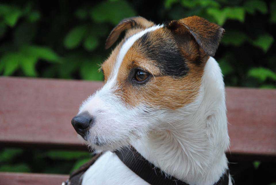 dog wearing a collar harness sitting outside on a bench