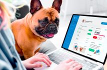dog watching a person type on a laptop