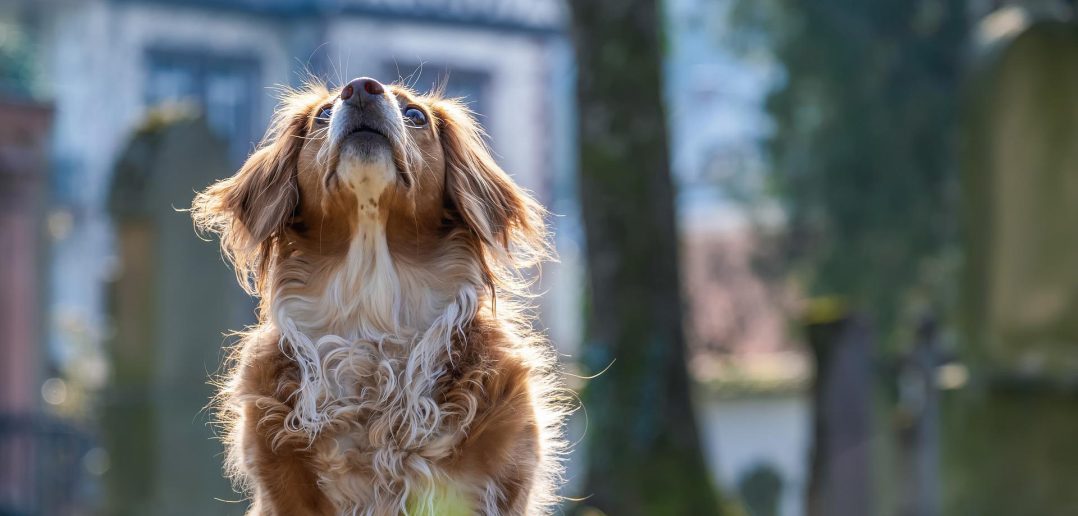 cute dog looking up and paying attention to a person off camera