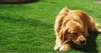 dog on pet turf