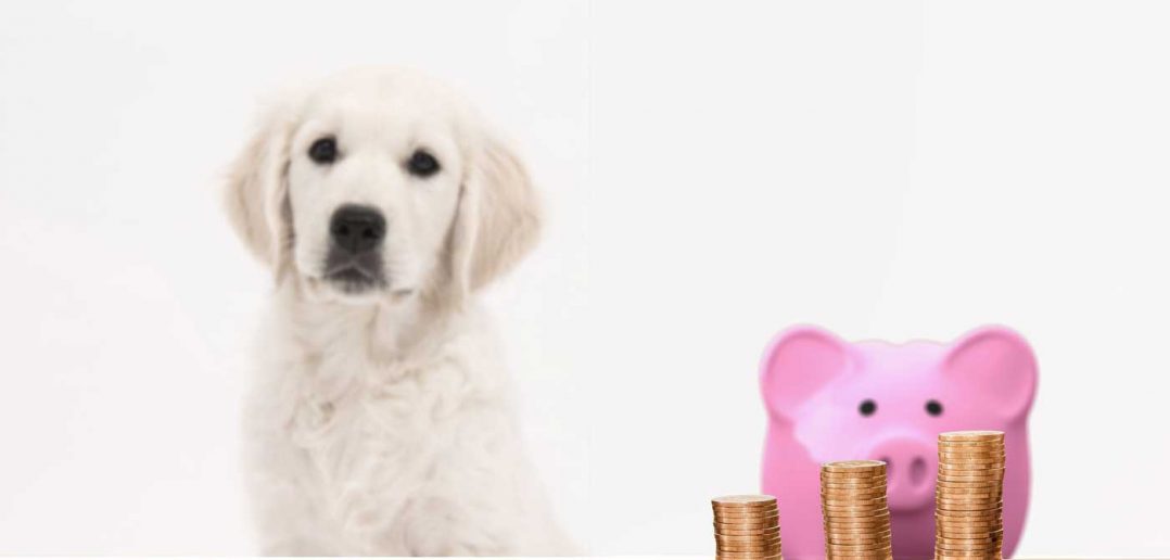 dog and piggy bank behind a stack of pennies