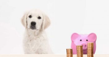 dog and piggy bank behind a stack of pennies