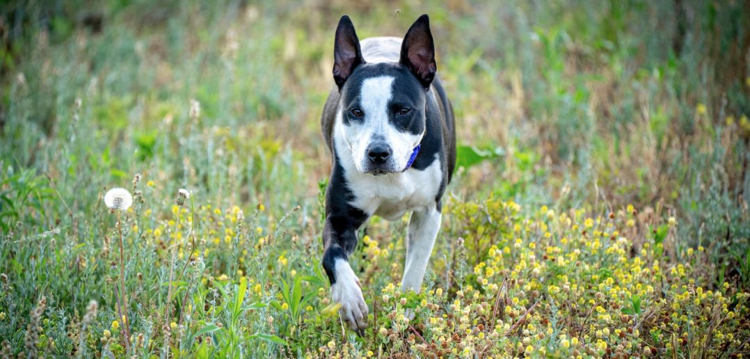 black and white mixed dog running through spring weeds in a meadow