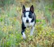 black and white mixed dog running through spring weeds in a meadow