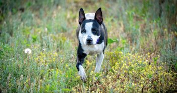 black and white mixed dog running through spring weeds in a meadow