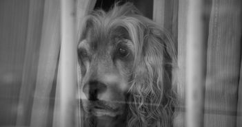 sad dog looking through a window waiting for his person to come home