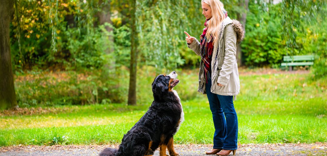 Woman training a Bernese Mountain Dog to sit using a hand signal in a park setting, with the dog sitting and looking up attentively.