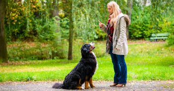 Woman training a Bernese Mountain Dog to sit using a hand signal in a park setting, with the dog sitting and looking up attentively.