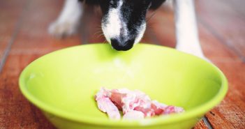 black and white dog sniffing the raw meat left in his dog food bowl