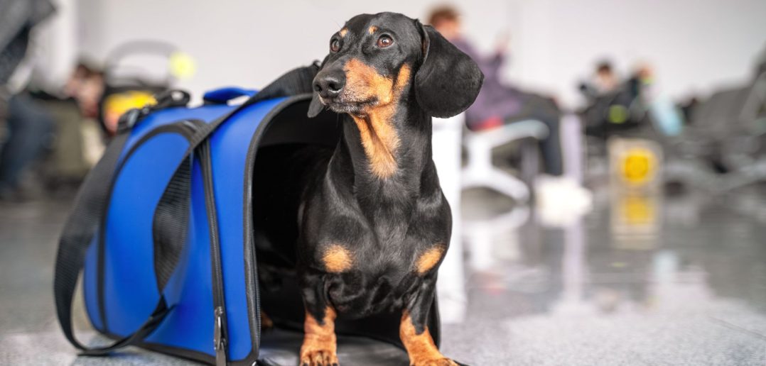 Dachshund sitting upright in a blue soft-sided carrier at an airport terminal