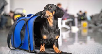 Dachshund sitting upright in a blue soft-sided carrier at an airport terminal