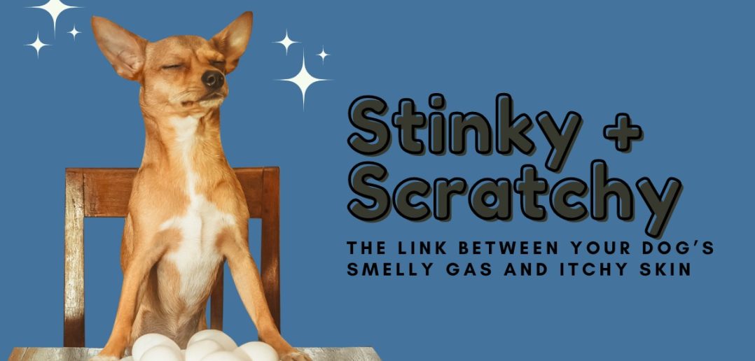 Stinky + Scratchy dog banner that says the link between your dog's smelly gas and itchy skin
