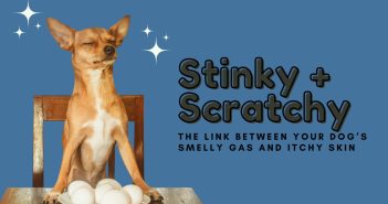 Stinky + Scratchy dog banner that says the link between your dog's smelly gas and itchy skin