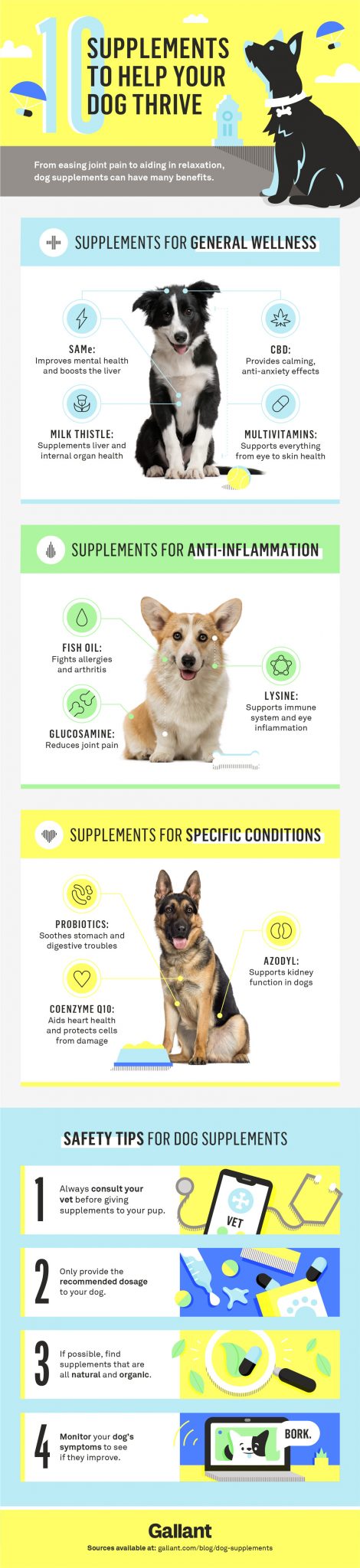 10 supplements to help your dog thrive infographic