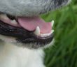 dogs teeth and tongue close up