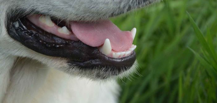 dogs teeth and tongue close up