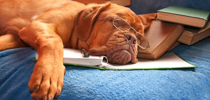 dog asleep after hours of studying