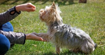 woman sitting on the ground training her little terrier dog to shake hands