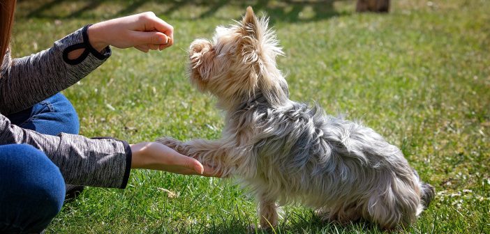 woman sitting on the ground training her little terrier dog to shake hands