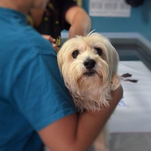 dog at the vet's office