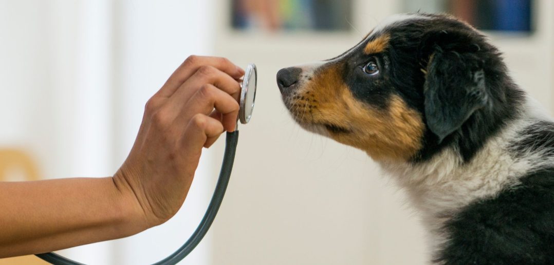 A young Australian Shepherd puppy curiously sniffs a stethoscope during a veterinary checkup.