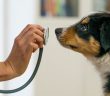 A young Australian Shepherd puppy curiously sniffs a stethoscope during a veterinary checkup.