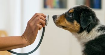 A young Australian Shepherd puppy curiously sniffs a stethoscope during a veterinary checkup.